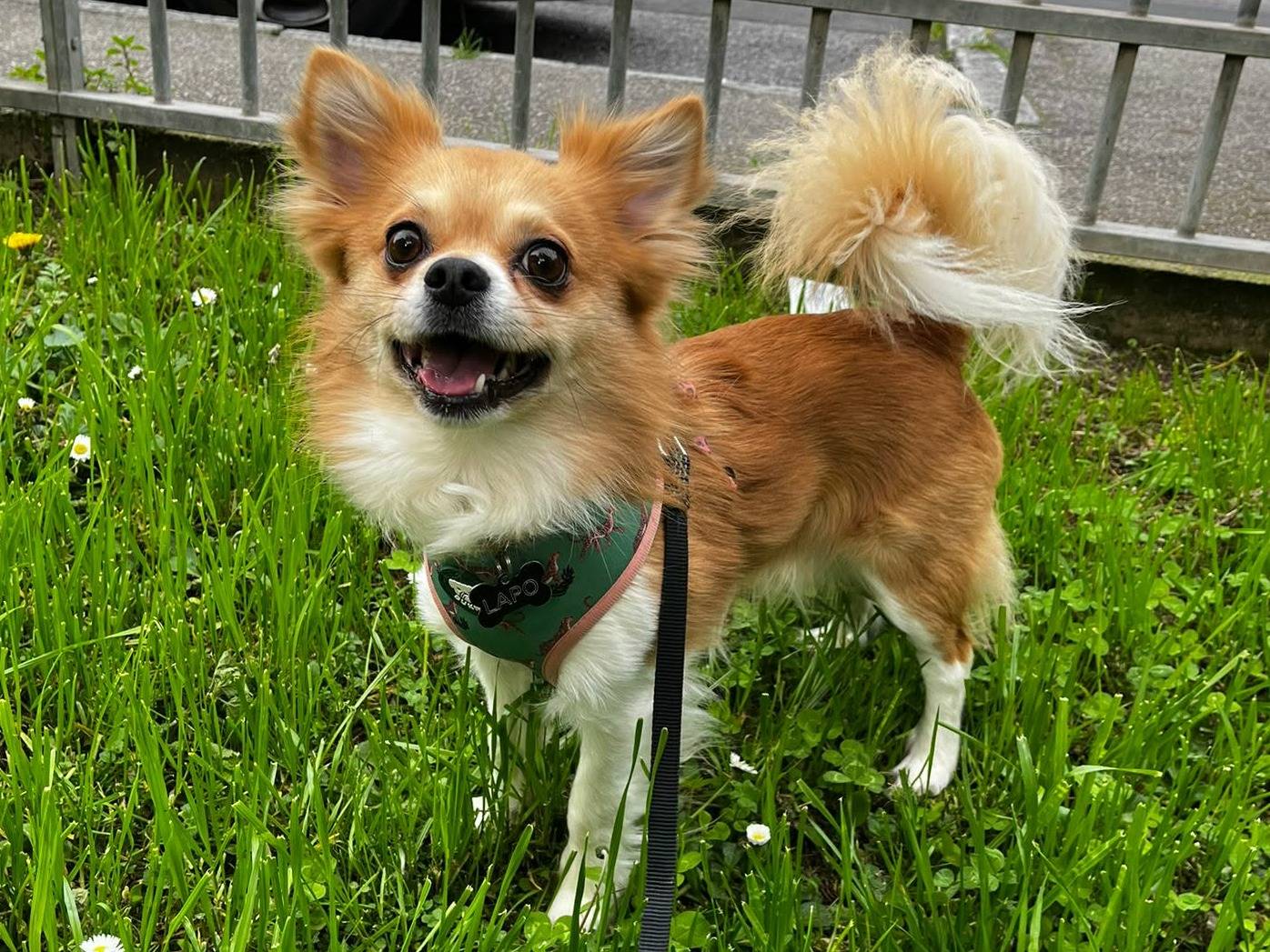 Adozione cane, maschio, Chihuahua Razza sconosciuta, 3 anni e 10 mesi, taglia piccola, Firenze