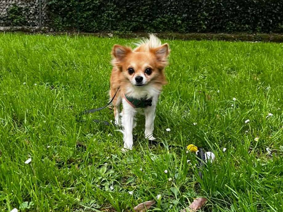 Adotta un cane, maschio, 3 anni e 10 mesi, Firenze