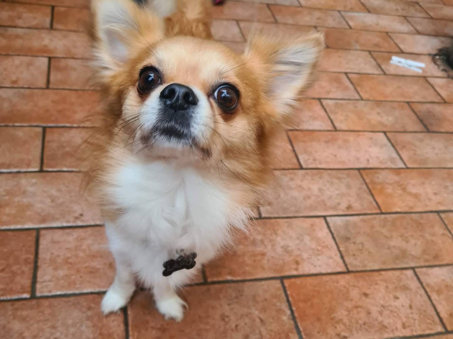 Vuoi adottare un cane a Firenze?