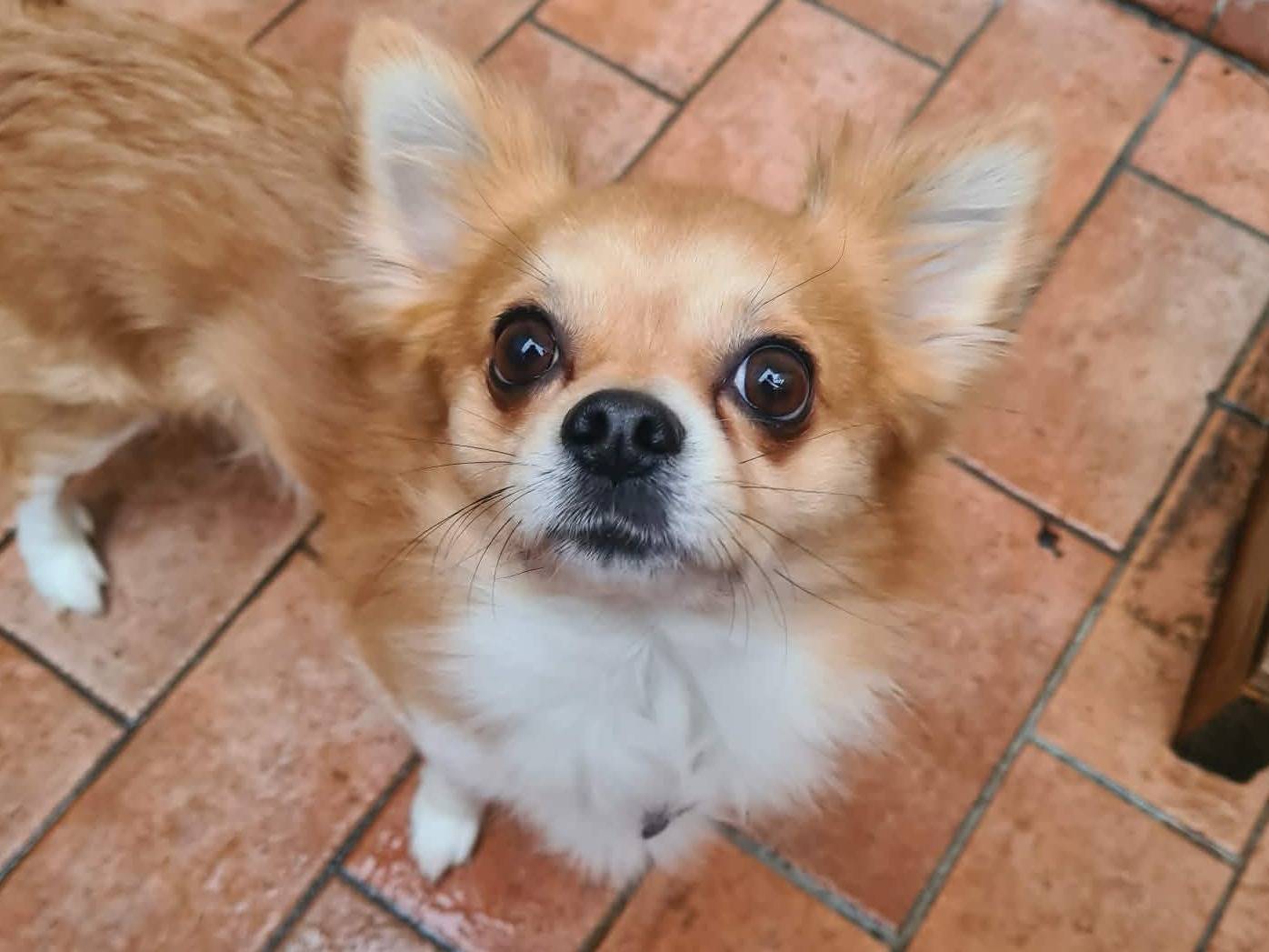 Adotta il cane LAPO a Firenze