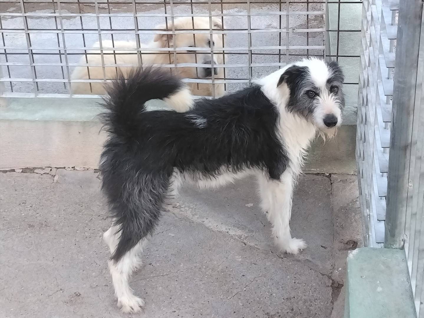 Adozione cane, maschio, Razza sconosciuta Razza sconosciuta, 1 anno e 7 mesi, taglia media, Benevento