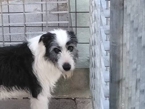 Adotta un cane, maschio, 1 anno e 7 mesi, Benevento