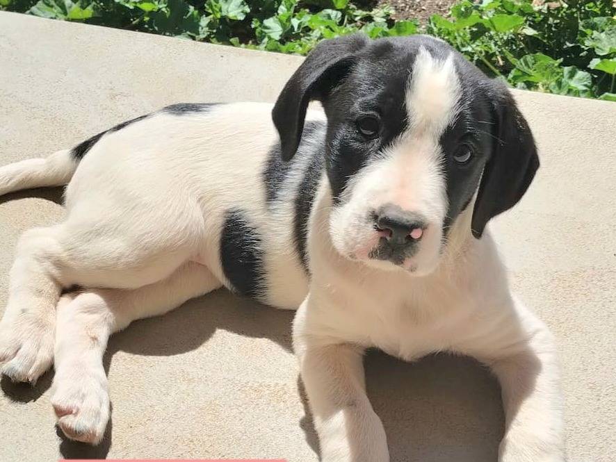 Adotta un cane, taglia media, femmina, Agrigento