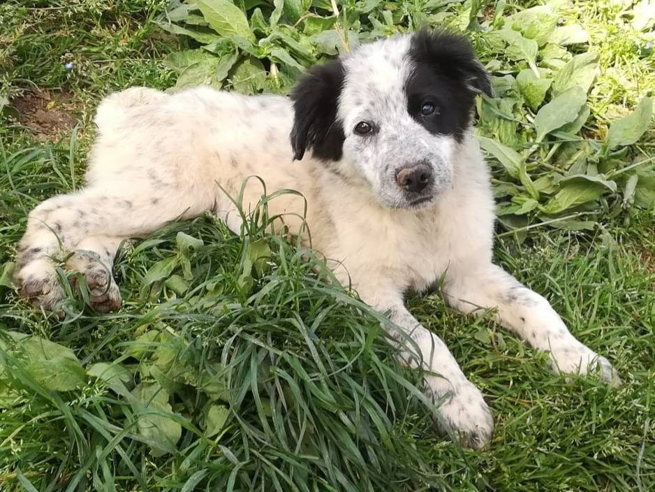 Adozione cane, femmina, Setter Inglese Border Collie, 3 mesi, taglia media, Varese