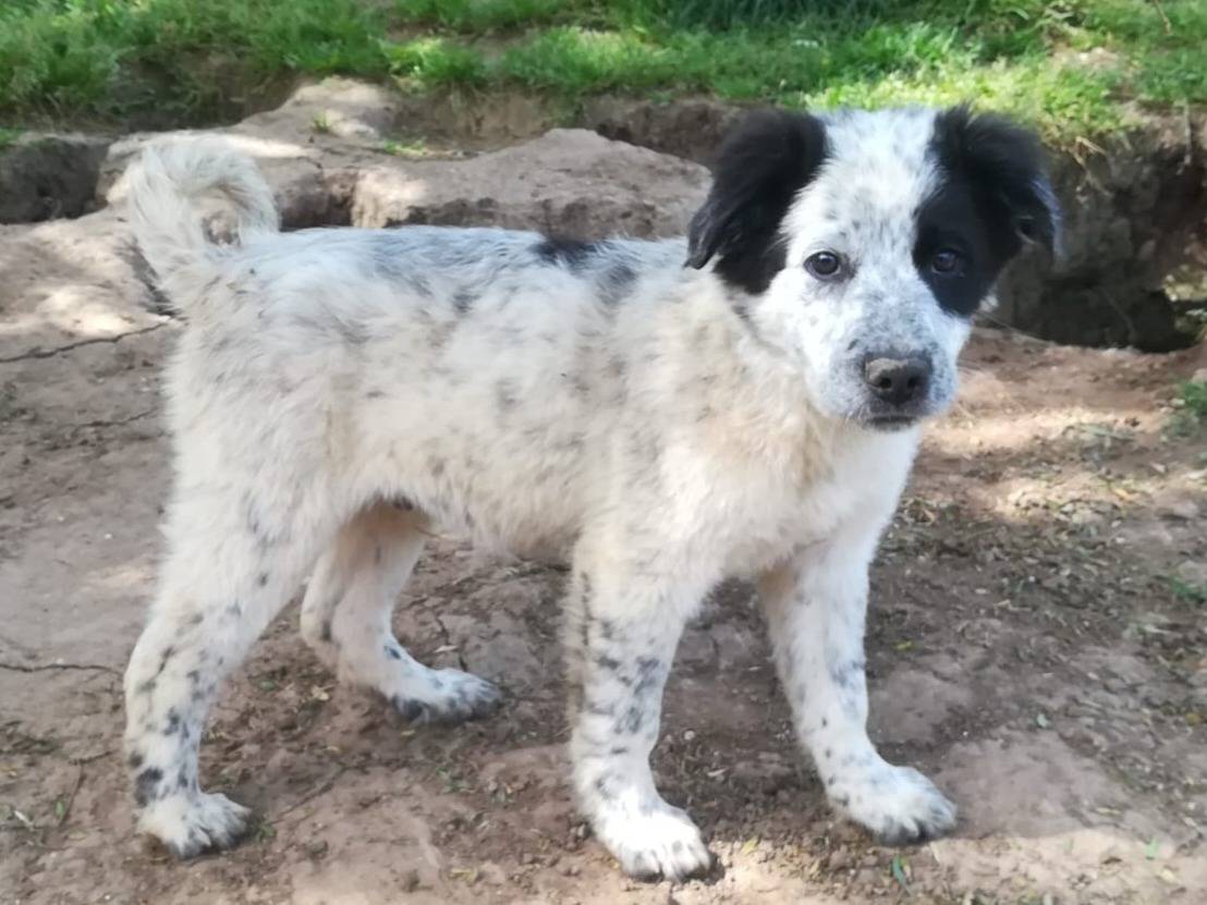 Adotta un cane, taglia media, femmina, Varese