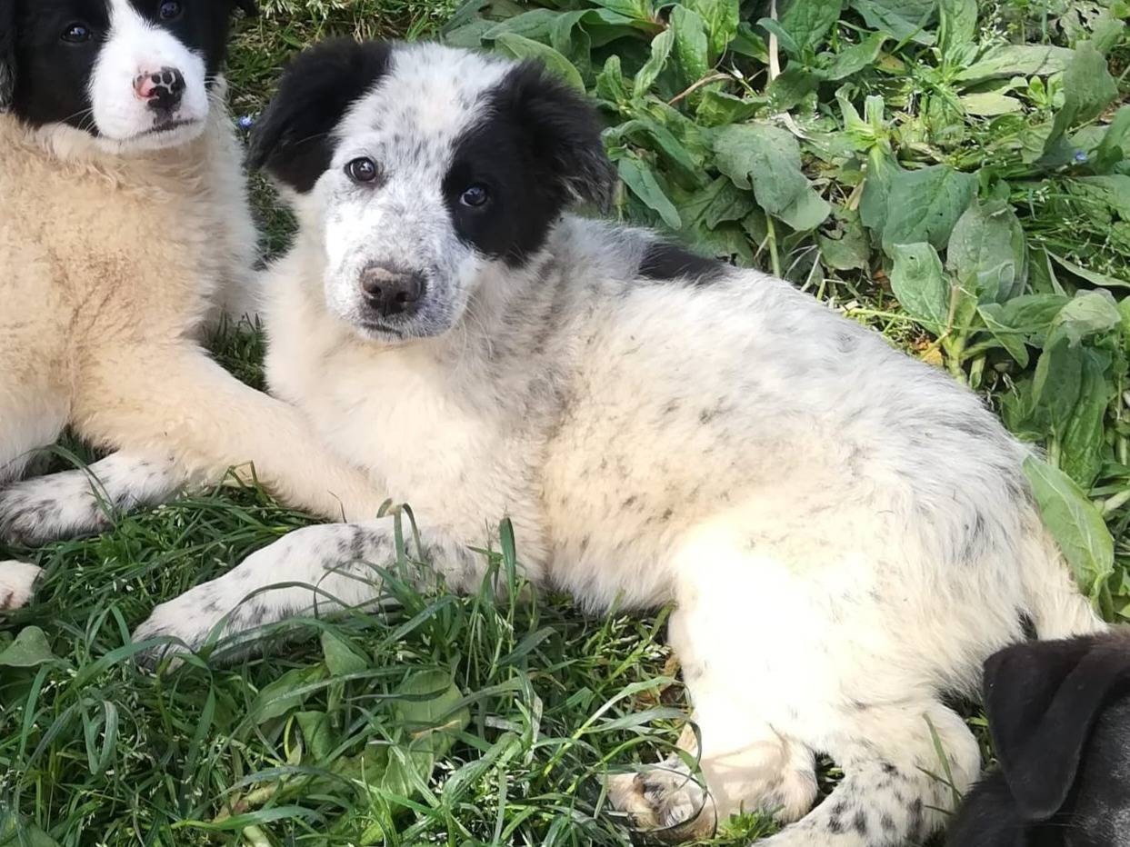 Vuoi adottare un cane a Varese?