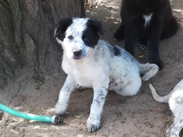 Adotta il cane ZARA MIX SETTER BORDER COLLIE  a Varese