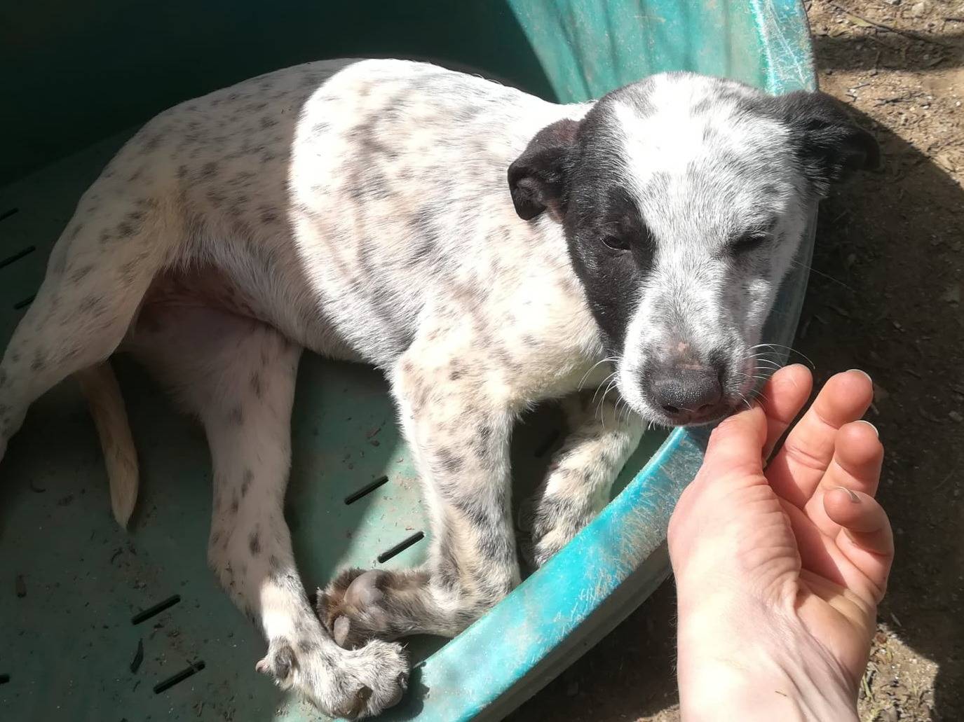 Adozione cane, maschio, Setter Inglese Razza sconosciuta, 3 mesi, taglia media, Varese