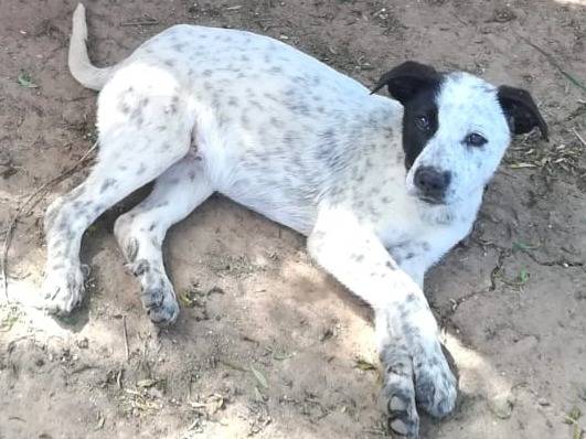 Adotta un cane, maschio, 3 mesi, Varese