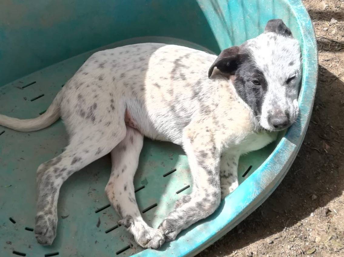 Adotta un cane, taglia media, maschio, Varese