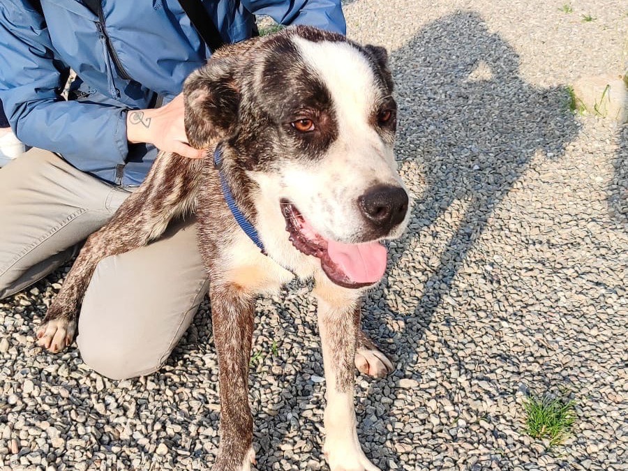 Vuoi adottare un cane a Vibo?