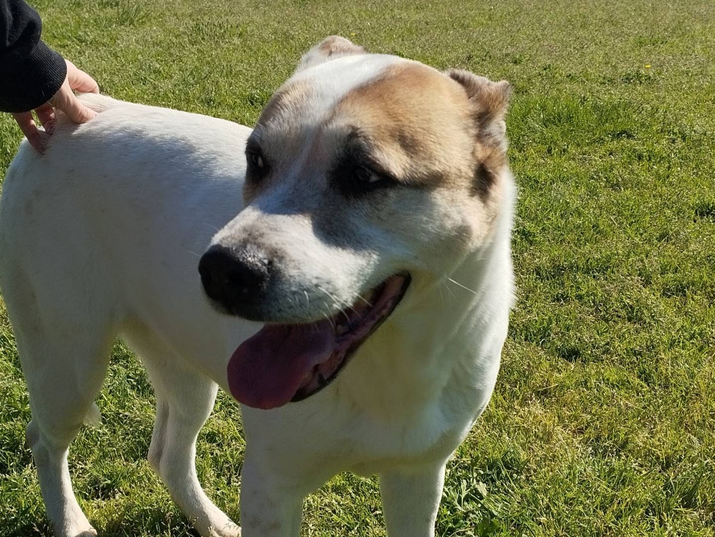 Adozione cane, femmina, Razza sconosciuta Pitbull, 5 anni e 1 mese, taglia media, Latina