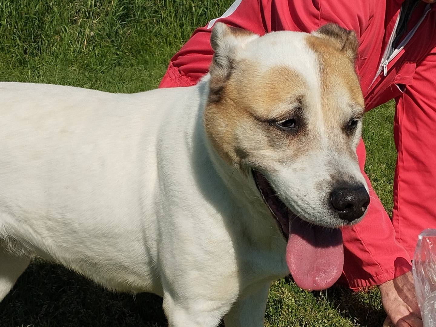 Adotta un cane, femmina, 5 anni e 1 mese, Latina