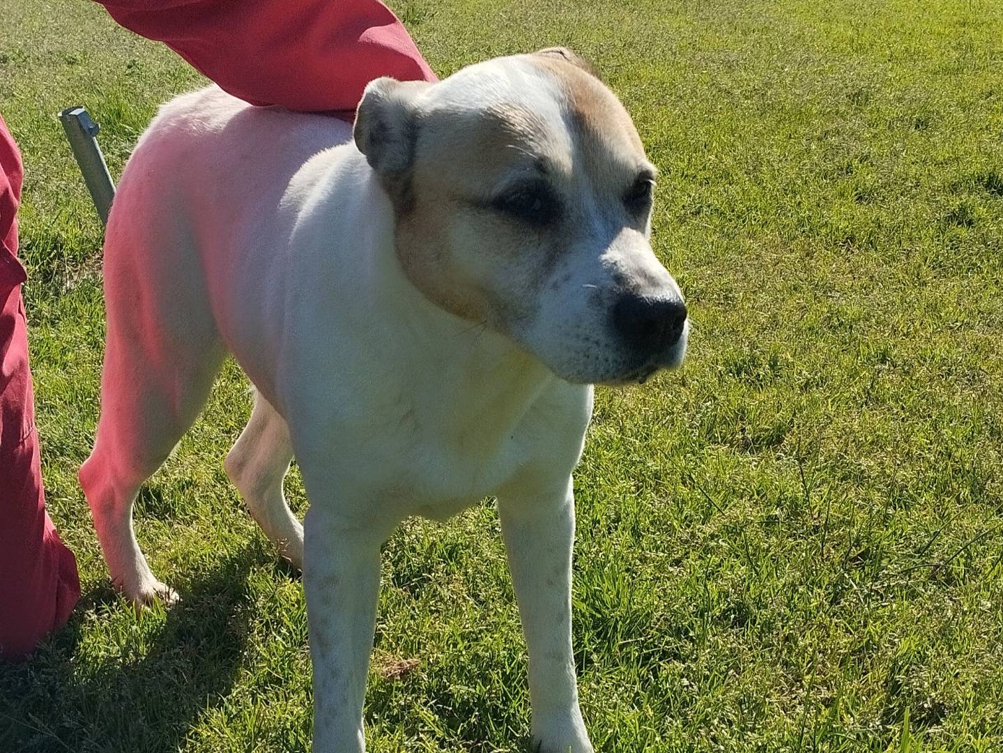 Adotta un cane, taglia media, femmina, Latina