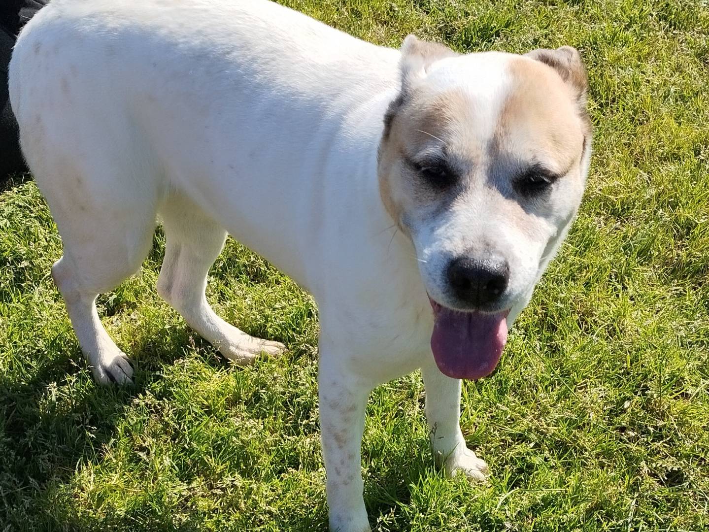 Vuoi adottare un cane a Latina?