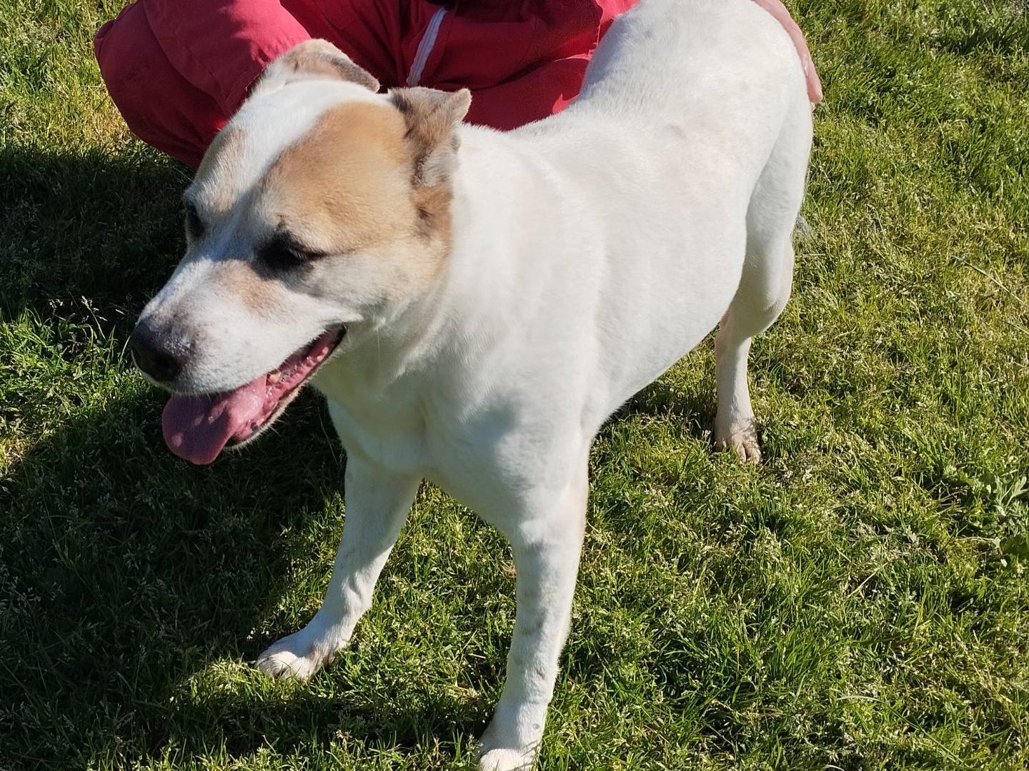 Adotta il cane Violetta  a Latina