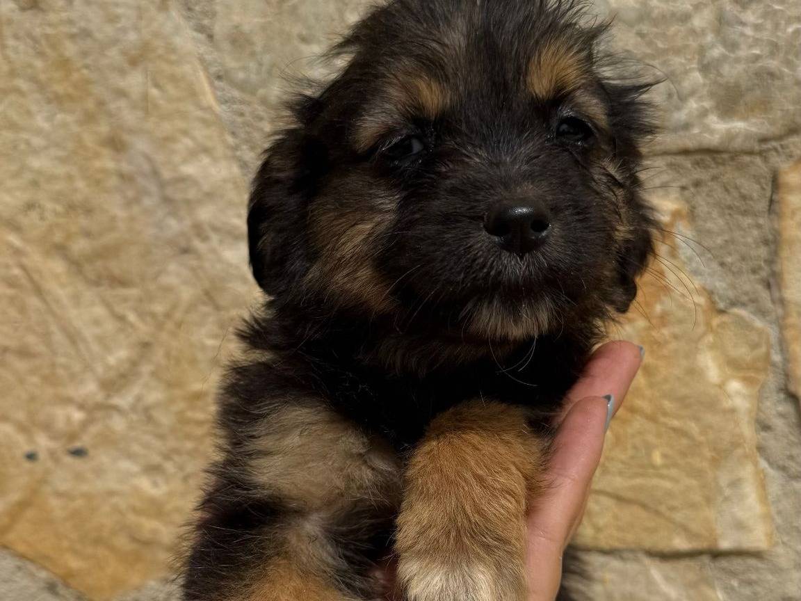 Adozione cane, femmina, Razza sconosciuta Razza sconosciuta, 3 mesi, taglia piccola, Matera