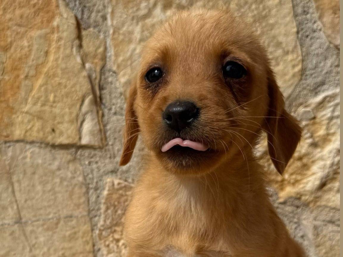 Adozione cane, maschio, Razza sconosciuta Razza sconosciuta, 3 mesi, taglia media contenuta, Matera