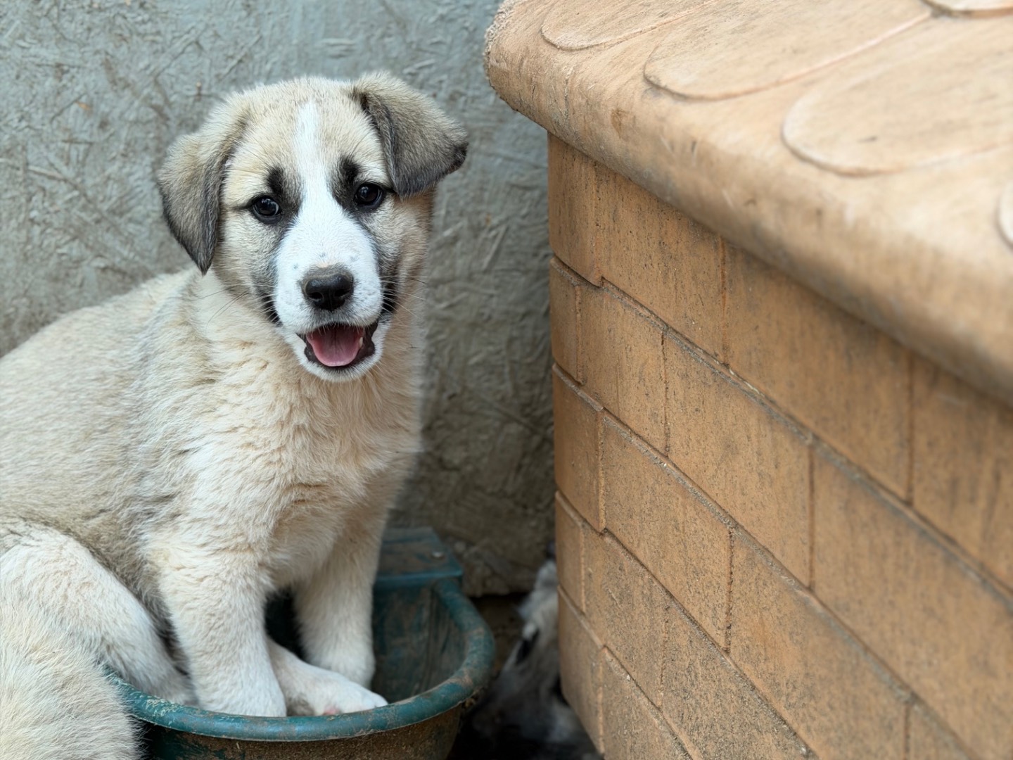 Adozione cane, femmina, Razza sconosciuta Razza sconosciuta, 2 mesi, taglia media, Milano