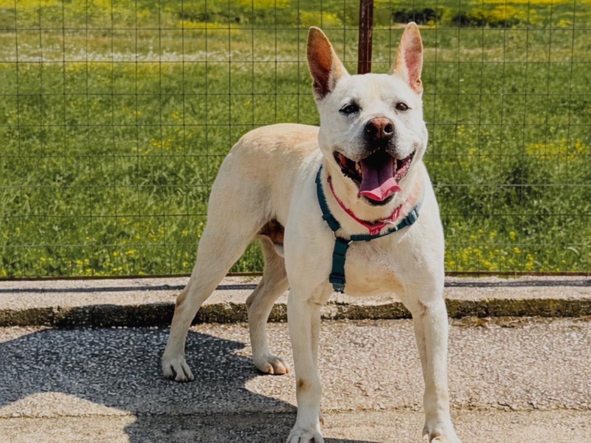Adozione cane, maschio, Razza sconosciuta Razza sconosciuta, 8 anni e 6 mesi, taglia media, Caserta
