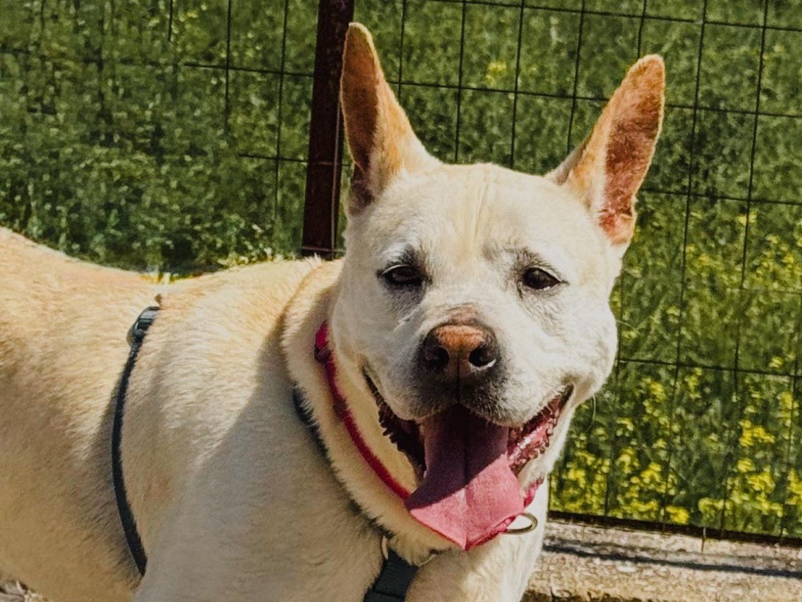 Adotta un cane, maschio, 8 anni e 6 mesi, Caserta