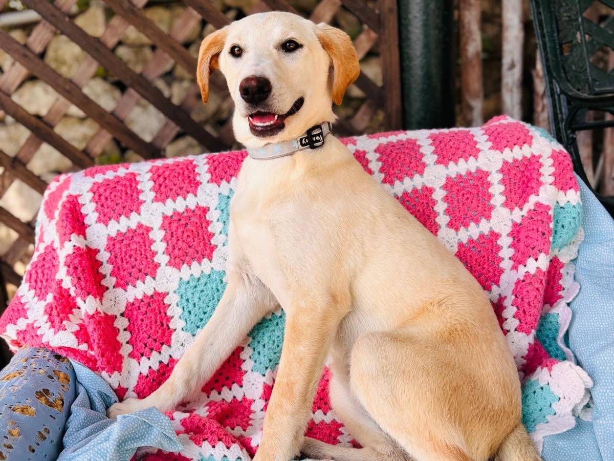 Adotta un cane, taglia media, femmina, Siracusa