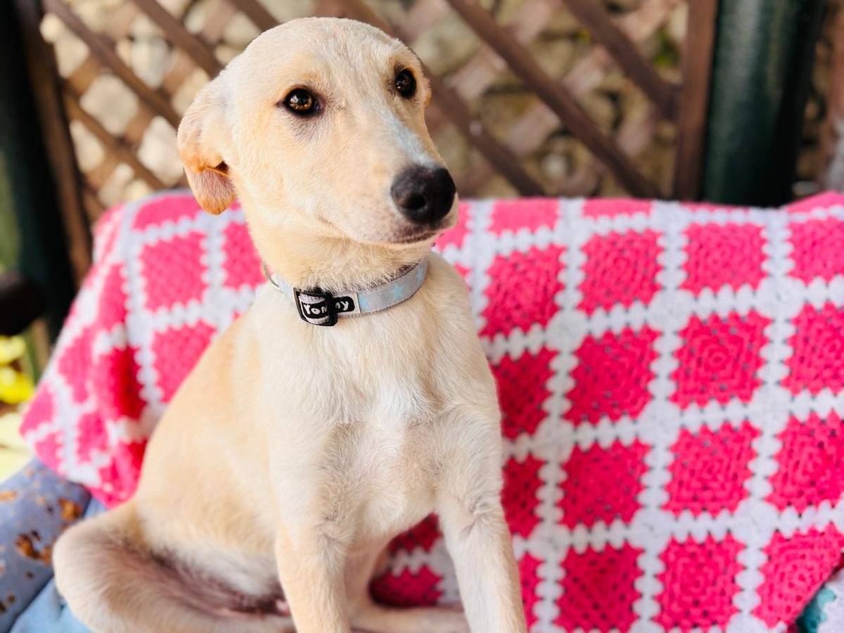 Adozione cane, maschio, Razza sconosciuta Razza sconosciuta, 3 mesi, taglia media, Siracusa