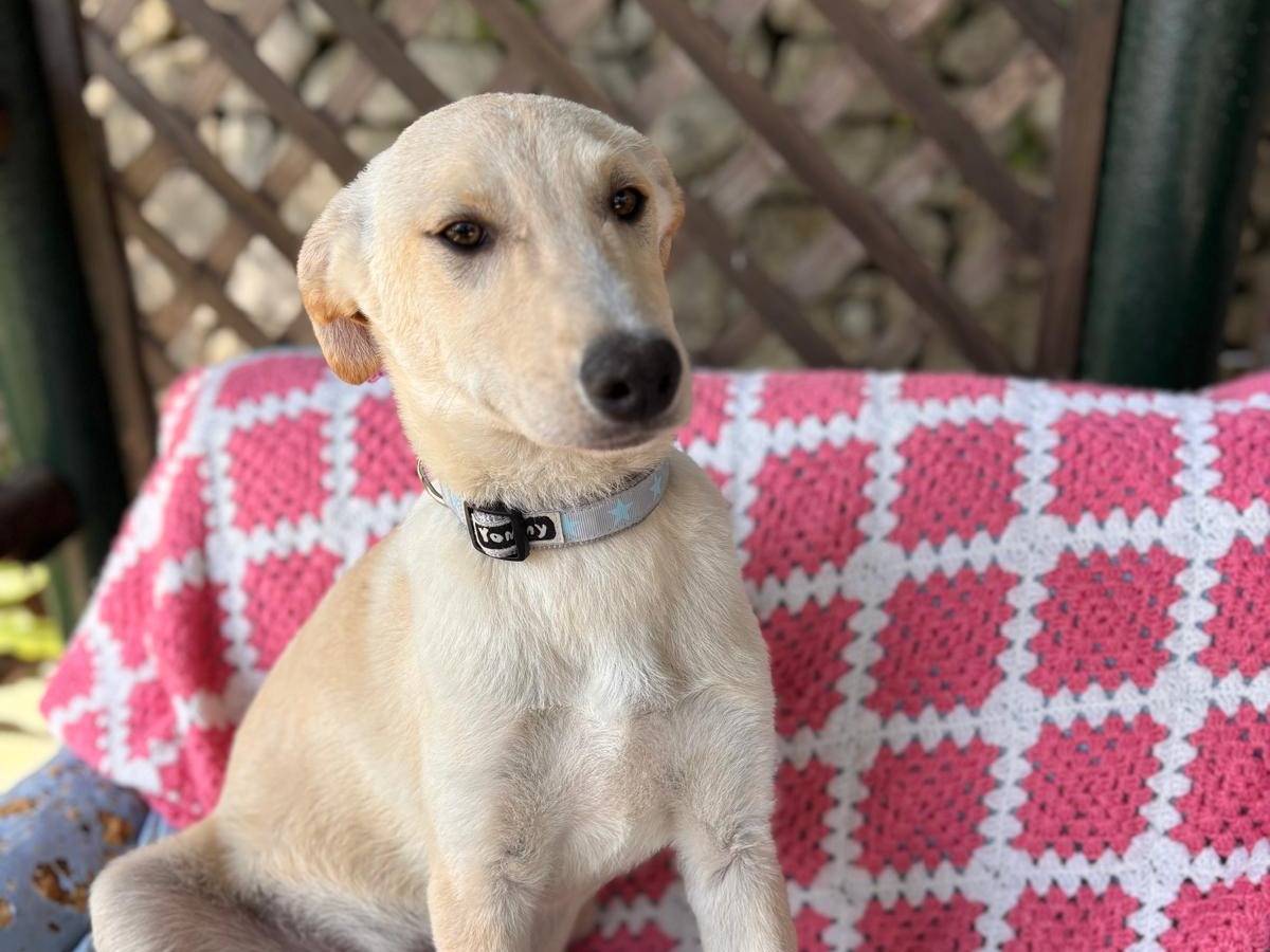 Adotta un cane, taglia media, maschio, Siracusa