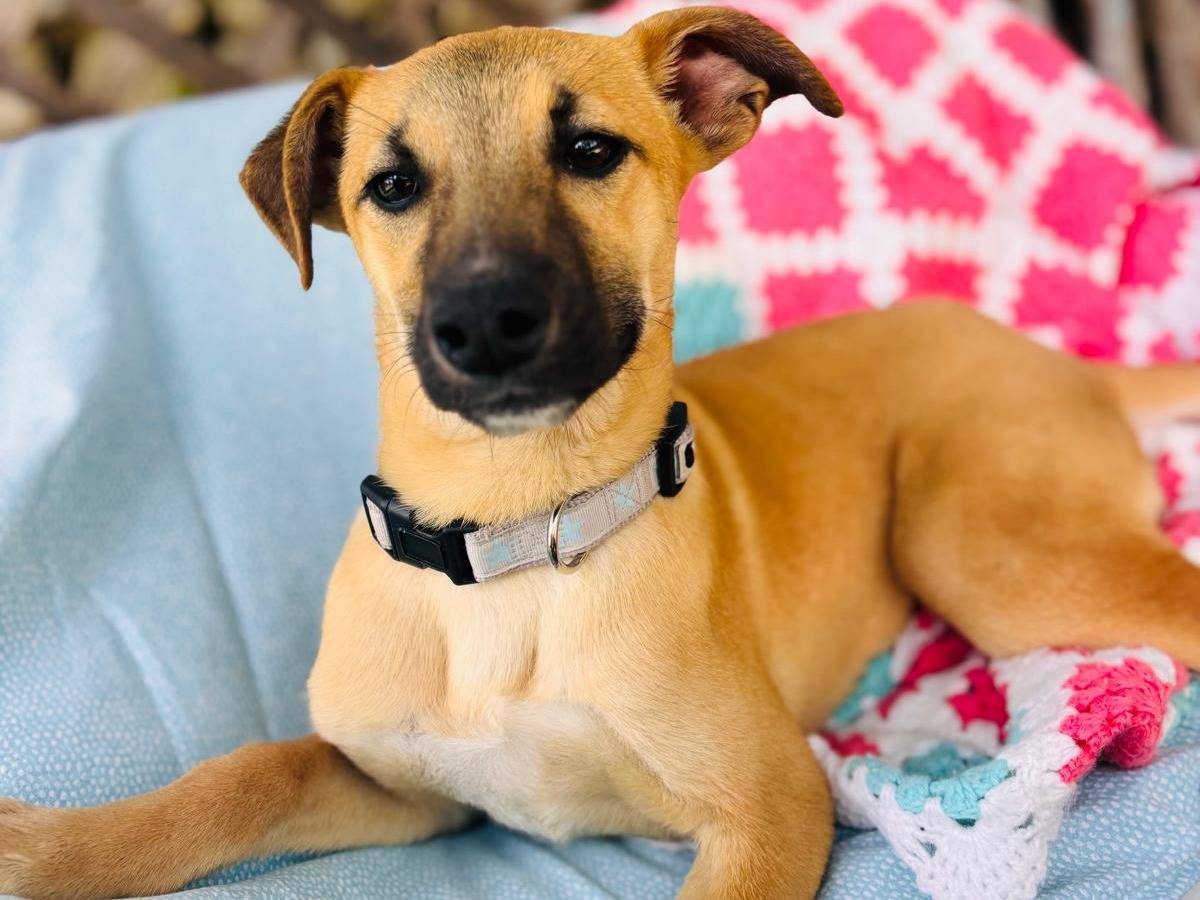 Adotta un cane, taglia media, femmina, Siracusa
