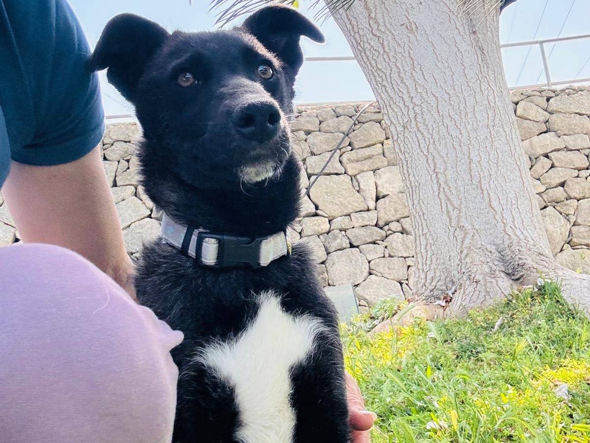 Adozione cane, femmina, Razza sconosciuta Razza sconosciuta, 3 mesi, taglia media, Siracusa