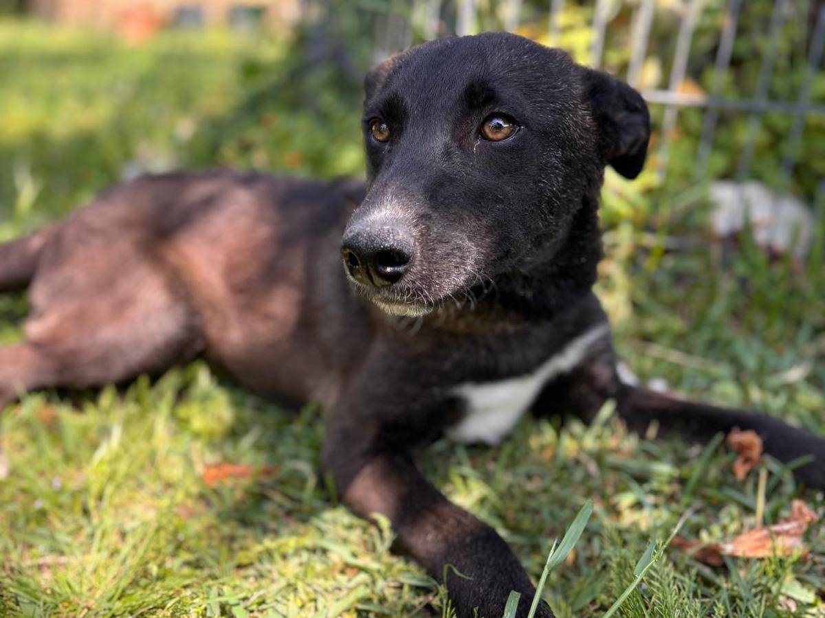 Adotta un cane, taglia media, femmina, Siracusa