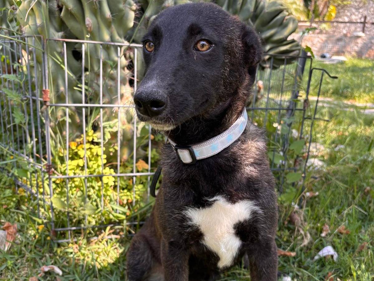 Vuoi adottare un cane a Siracusa?