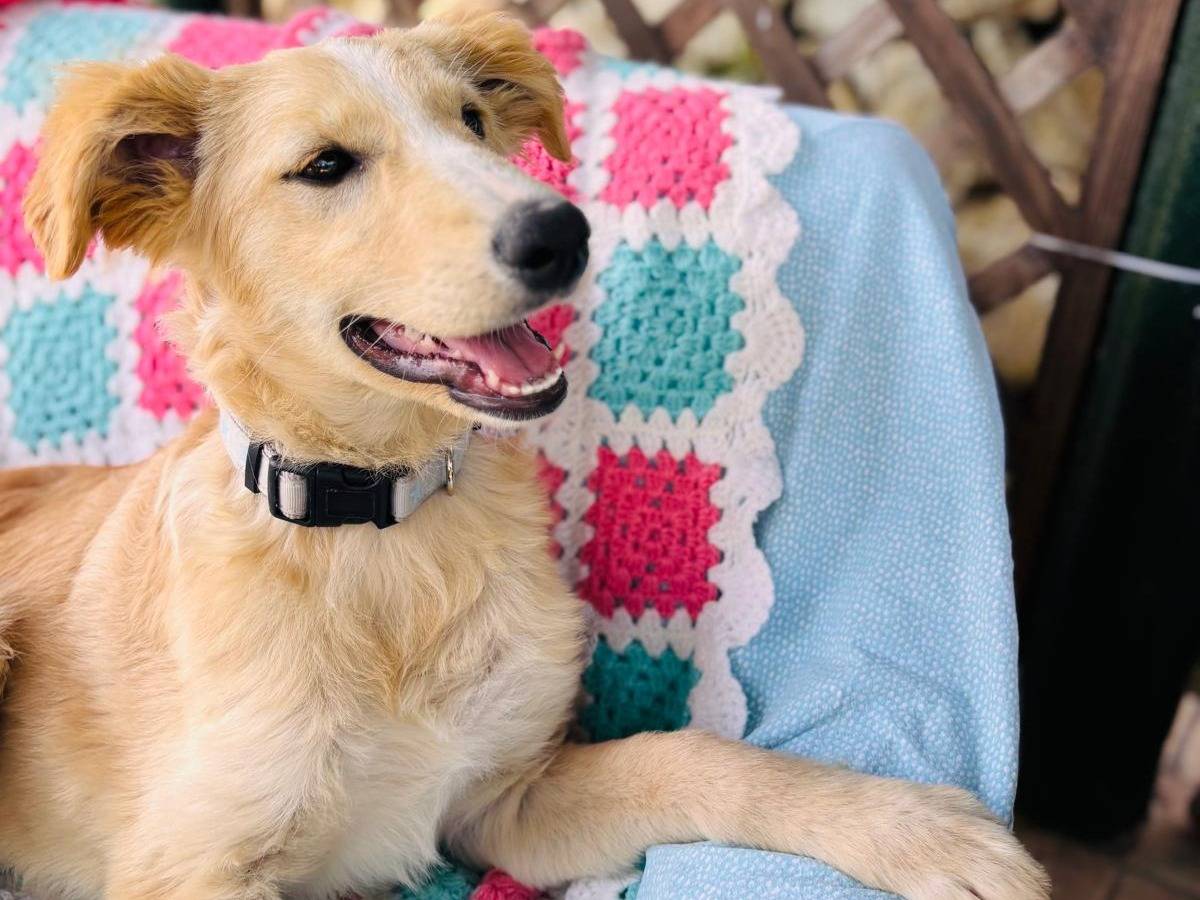 Adozione cane, femmina, Razza sconosciuta Razza sconosciuta, 3 mesi, taglia media, Siracusa