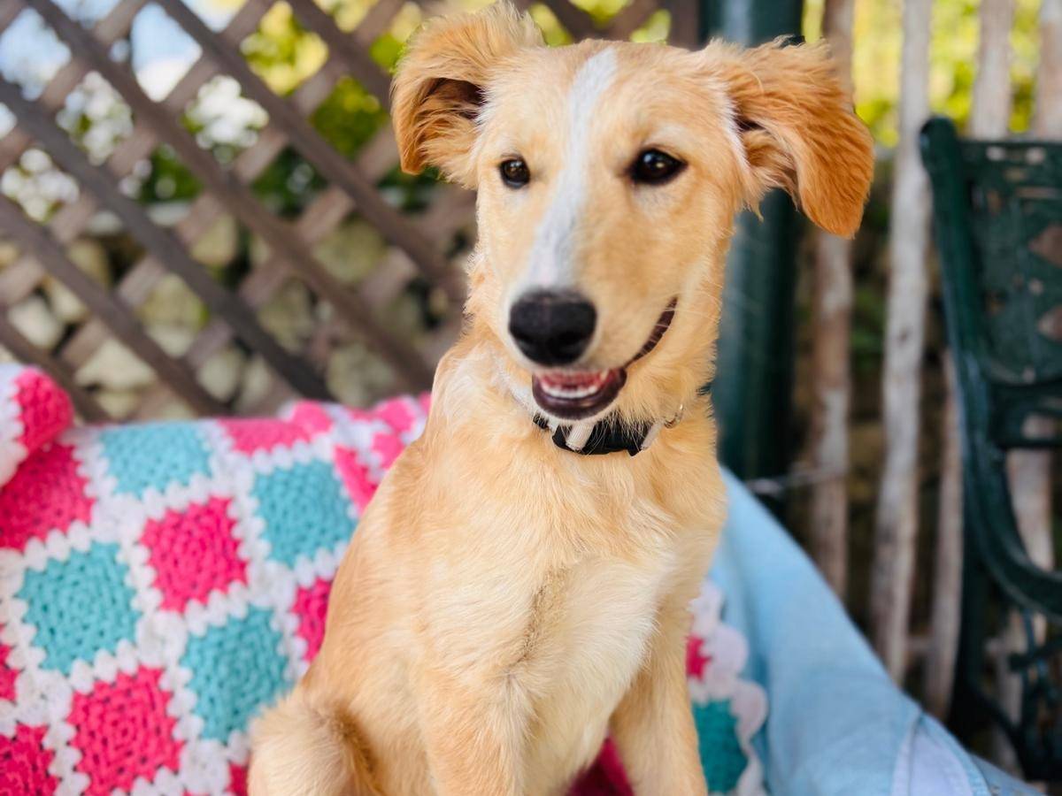 Adotta un cane, taglia media, femmina, Siracusa