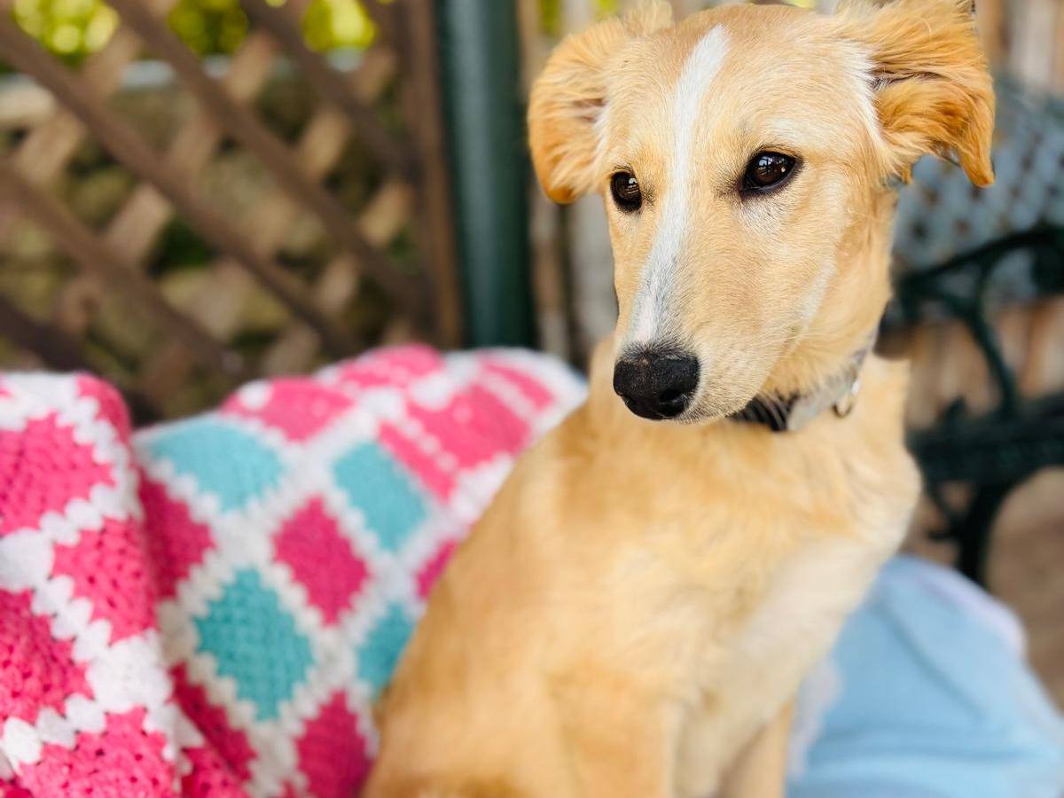 Vuoi adottare un cane a Siracusa?