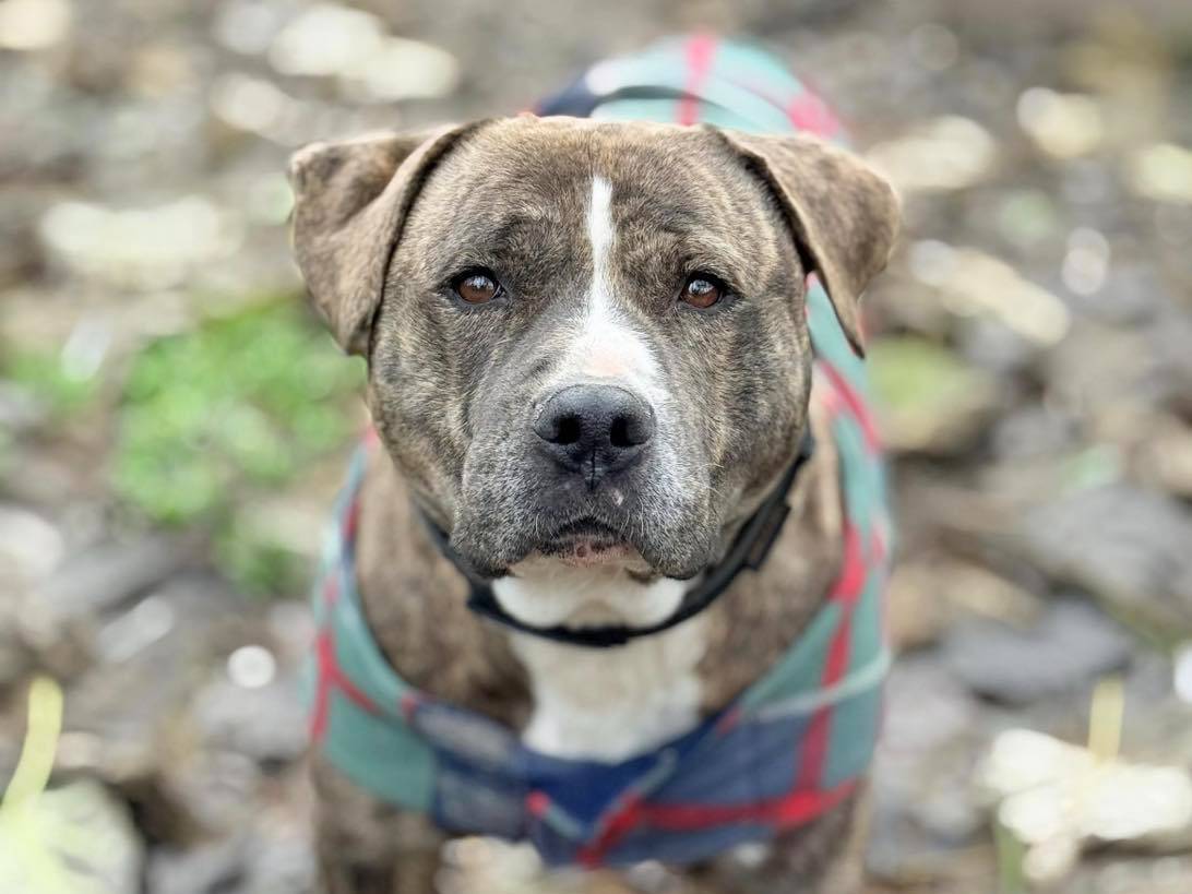 Adozione cane, maschio, Pitbull Razza sconosciuta, 5 anni e 4 mesi, taglia grande, Bergamo