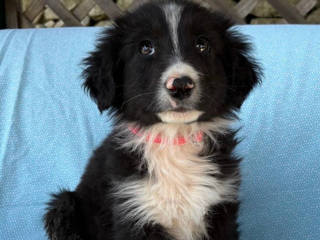 Adozione cane, femmina, Razza sconosciuta Razza sconosciuta, 2 mesi, taglia media, Siracusa