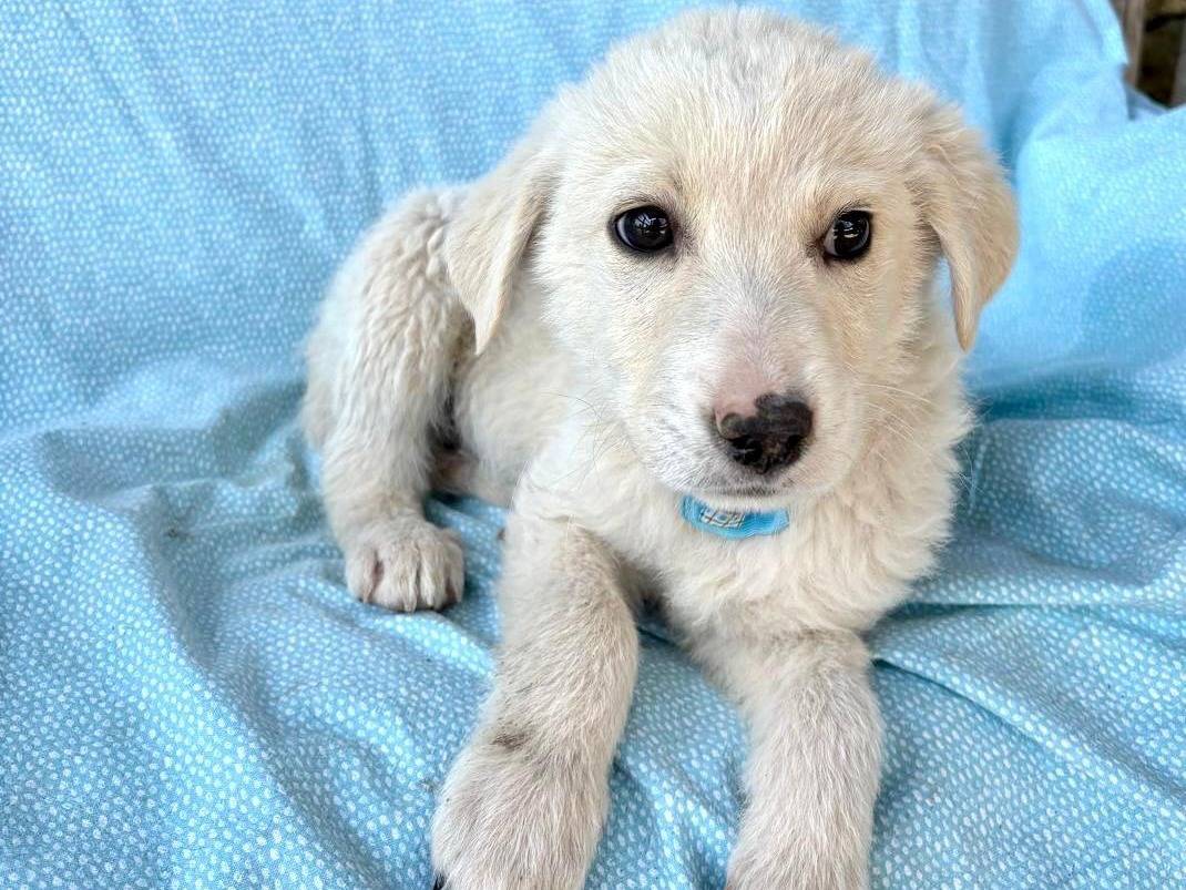 Adozione cane, maschio, Razza sconosciuta Razza sconosciuta, 2 mesi, taglia media, Siracusa