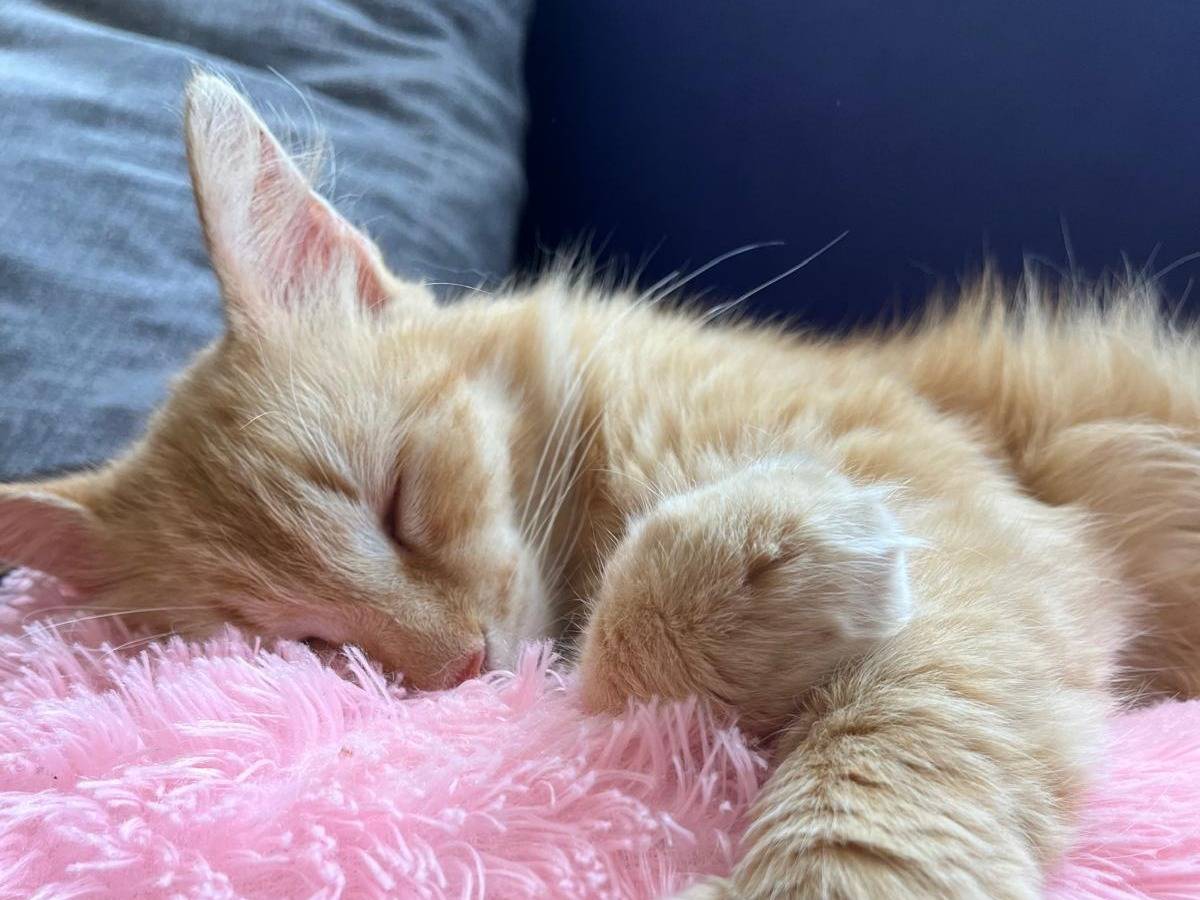 Adozione gatto, maschio, Razza sconosciuta Razza sconosciuta, 3 anni e 3 mesi, taglia non valida, Ravenna