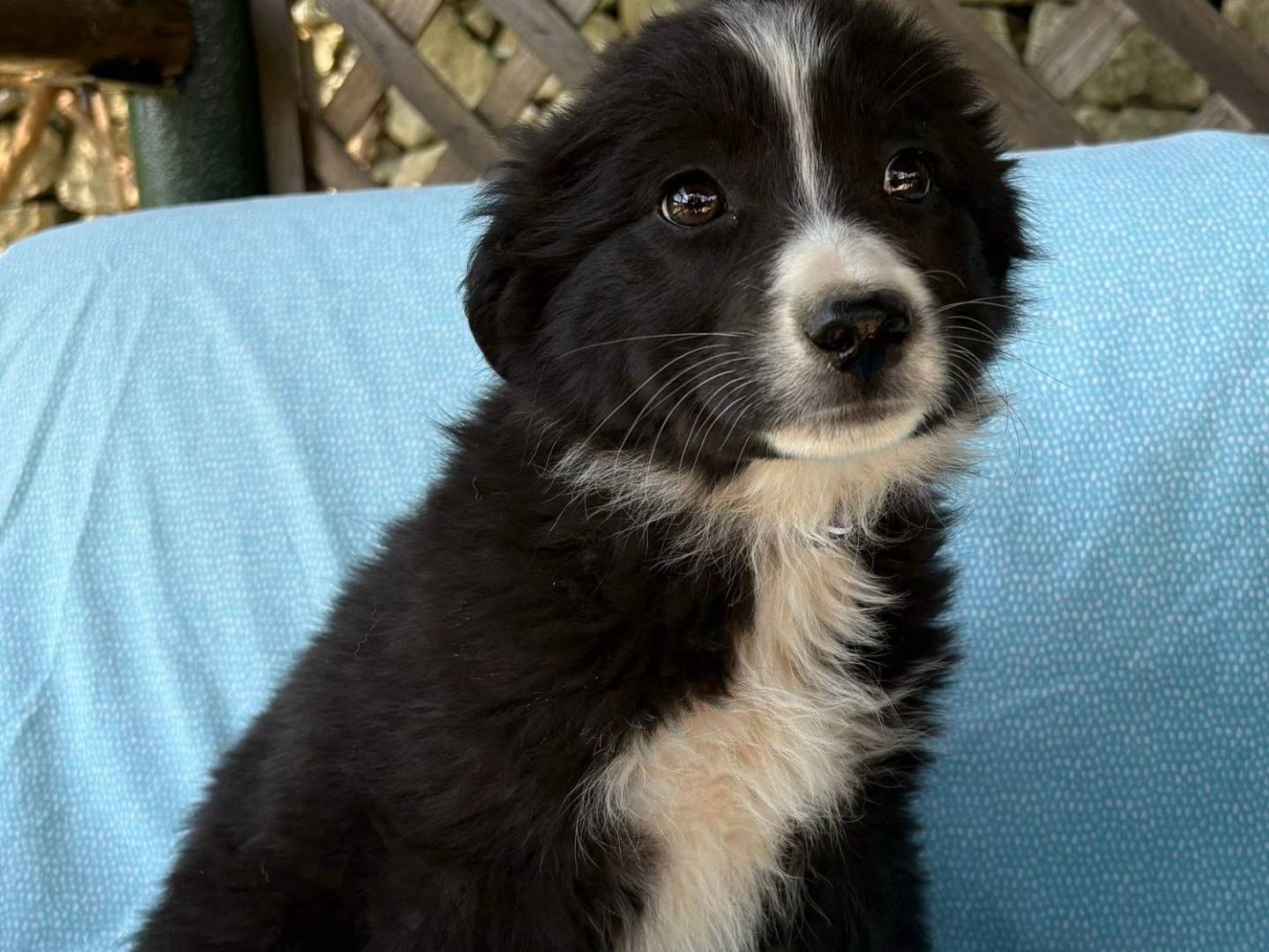 Adozione cane, femmina, Razza sconosciuta Razza sconosciuta, 2 mesi, taglia media, Siracusa