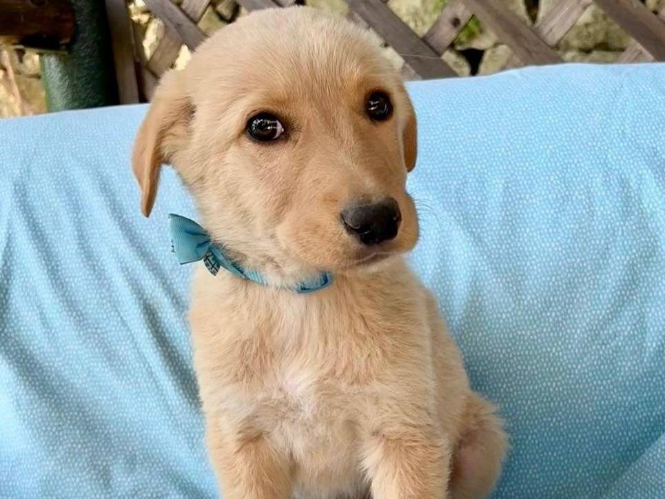 Adozione cane, maschio, Razza sconosciuta Razza sconosciuta, 2 mesi, taglia media, Siracusa