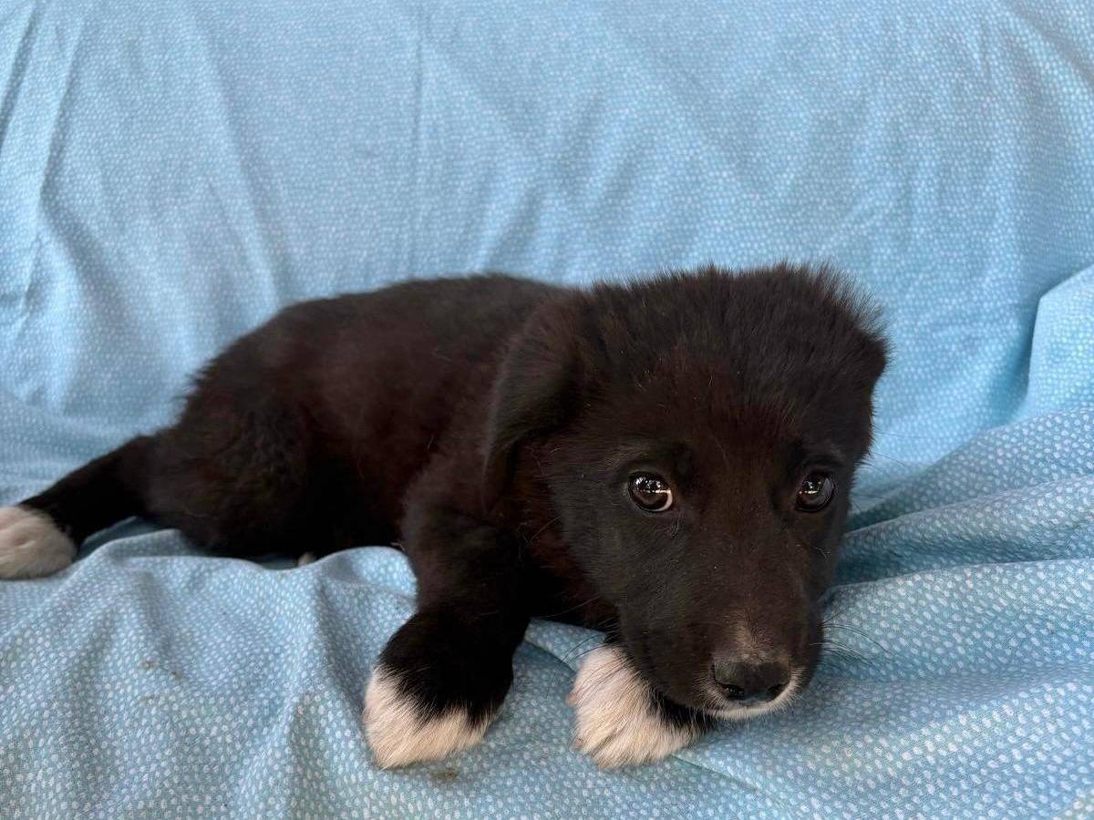 Adozione cane, femmina, Razza sconosciuta Razza sconosciuta, 2 mesi, taglia media, Siracusa