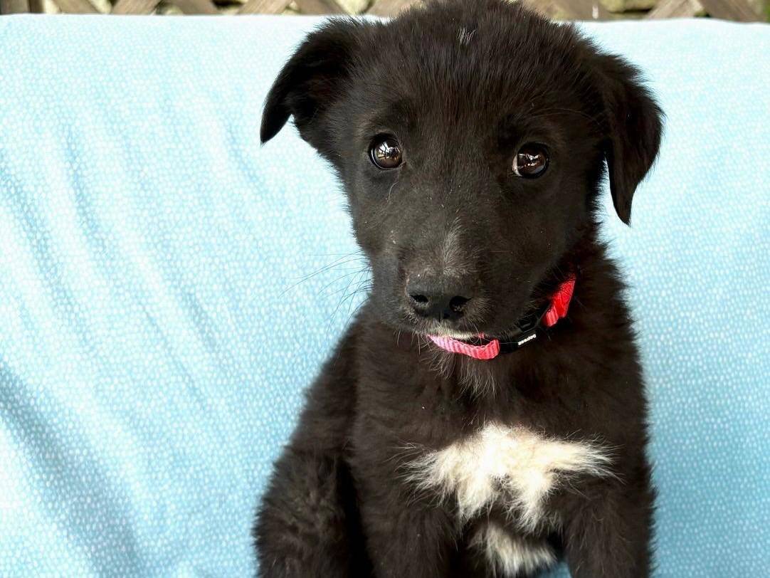 Adozione cane, femmina, Razza sconosciuta Razza sconosciuta, 2 mesi, taglia media, Siracusa