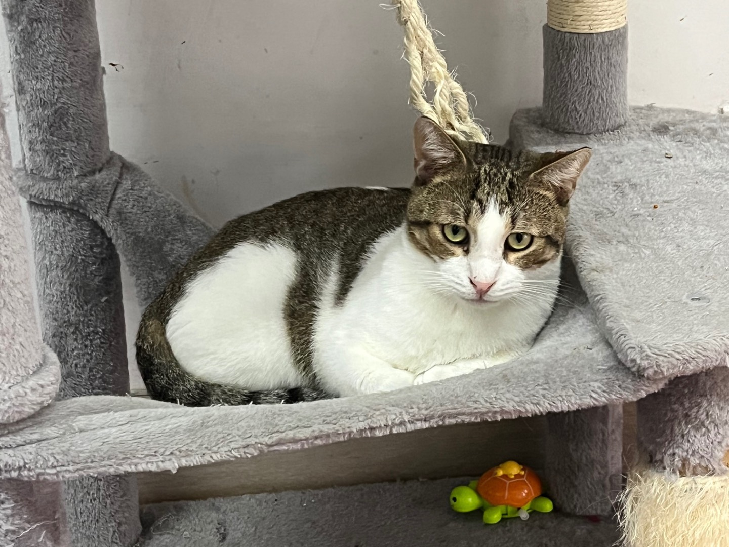 Adozione gatto, maschio, Razza sconosciuta Razza sconosciuta, 2 anni e 3 mesi, taglia non valida, Potenza