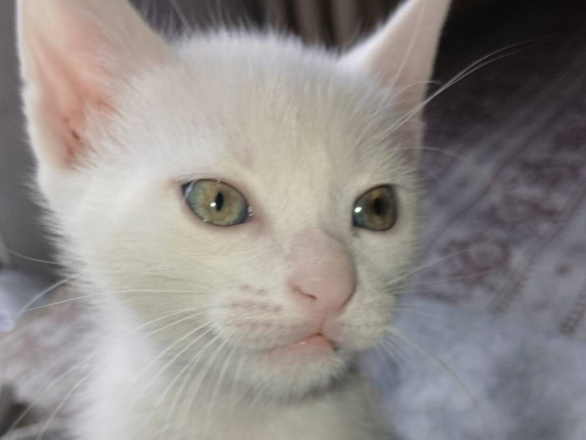 Adozione gatto, femmina, Razza sconosciuta Razza sconosciuta, 2 mesi, taglia non valida, Ravenna