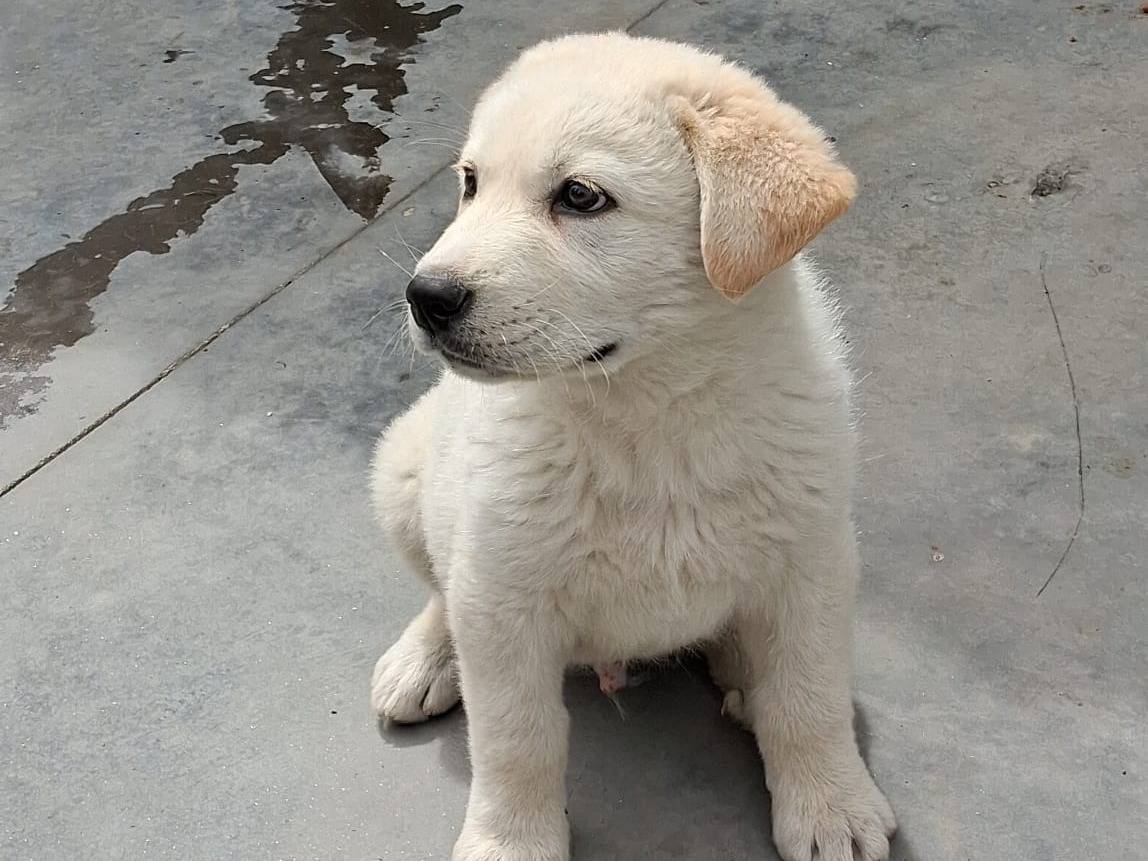 Adozione cane, maschio, Razza sconosciuta Razza sconosciuta, 2 mesi, taglia media, Crotone
