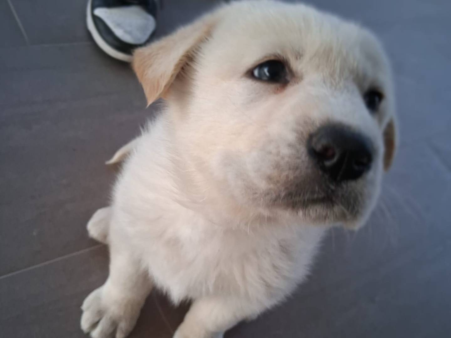 Adotta un cane, maschio, 2 mesi, Crotone