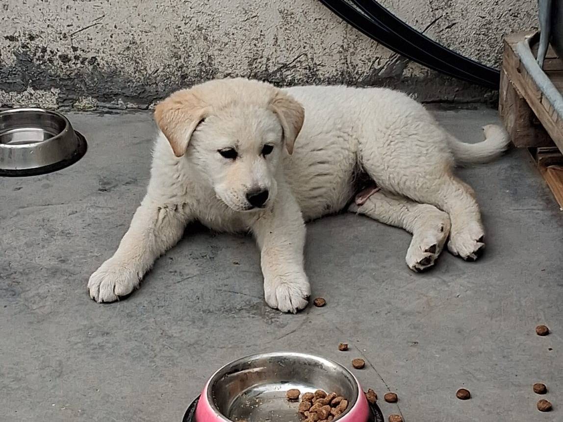 Vuoi adottare un cane a Crotone?