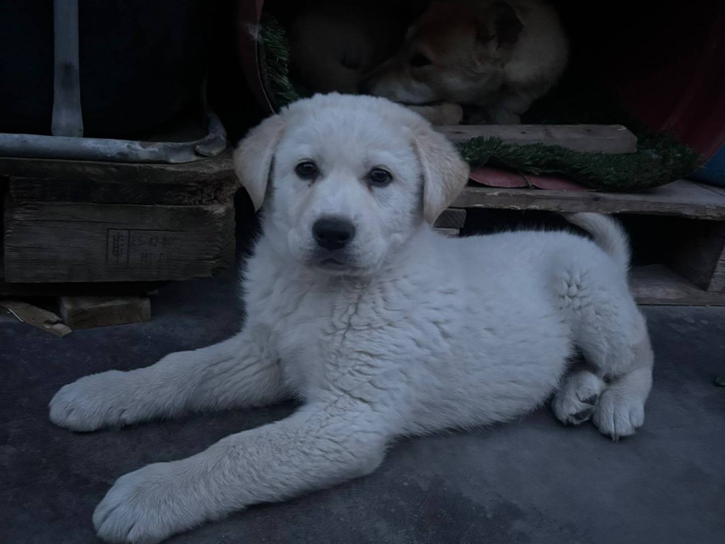 Adotta il cane Kiro a Crotone