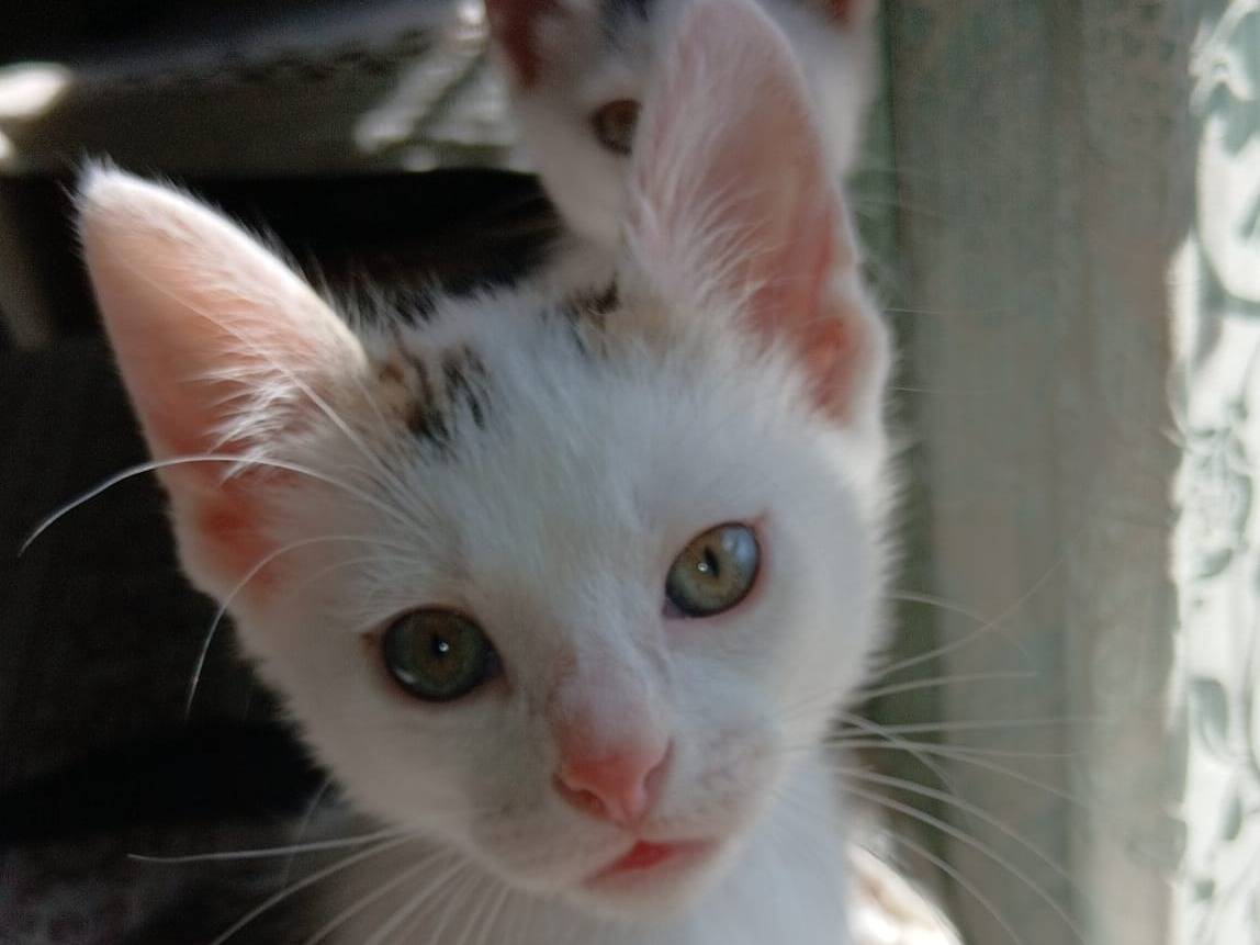 Adozione gatto, femmina, Razza sconosciuta Razza sconosciuta, 2 mesi, taglia non valida, Ravenna